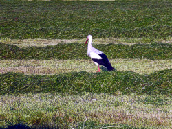 Storch