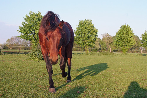 ich bin ein Hengst